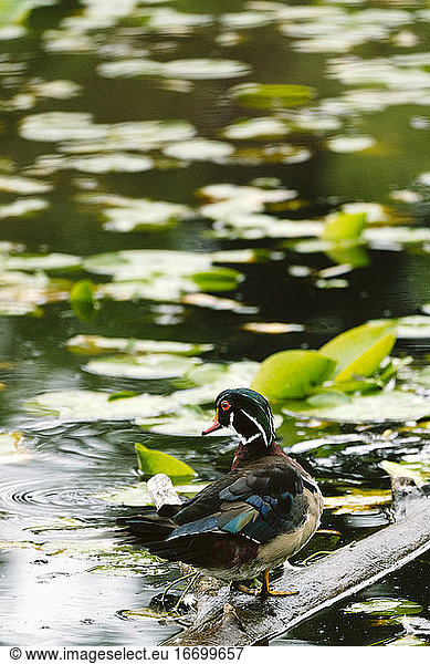 View from behind of an adult wood duck standing on a log in a pond