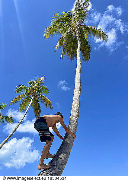 View from below of man climbing palm tree