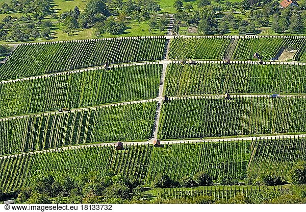 View from Hohenneuffen  near Neuffen  vineyards in late summer  Swabian Alb  Baden-Württemberg  Germany  Europe