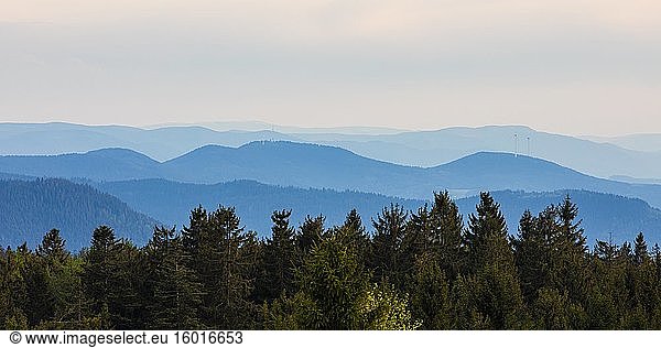 View from Schliffkopf  wooded hilly landscape  Black Forest National Park  Northern Black Forest  Black Forest  Baden-Württemberg  Germany  Europe
