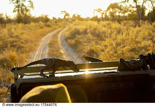 View from the driving seat of a dirt road through a nature reserve