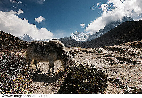 View of a yak eating in a mountain landscape  Himalayas  Nepal