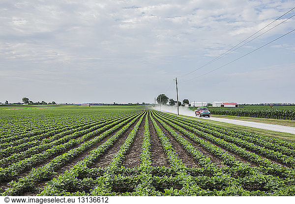View of agriculture field by road against sky