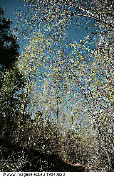View of apsen trees in the spring on hiking trail in New Mexico