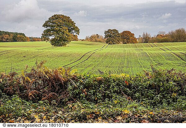 View of arable farmland with mature trees in field  near Beeston Castle  Cheshire  England  United Kingdom  Europe