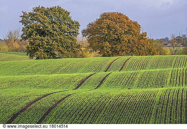 View of arable farmland with mature trees in undulating field  near Beeston Castle  Cheshire  England  United Kingdom  Europe