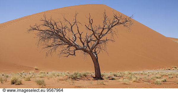 View of bare tree  dry grass and sand dune in sunny desert
