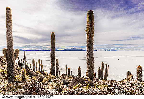 View of cacti and salt flats  Salar de Uyuni  Southern Antiplano  Bolivia  South America