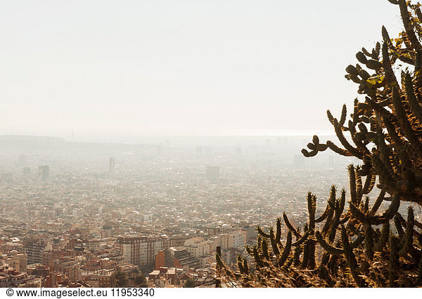 View of city  cactus plant in foreground  Barcelona  Catalonia  Spain
