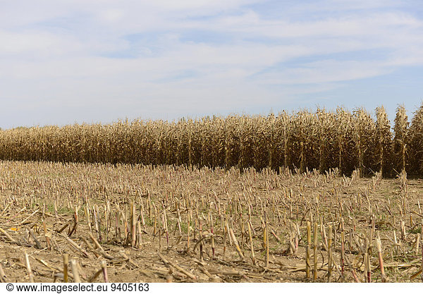 View of cornfield