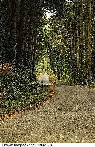 View of empty road amidst trees at forest