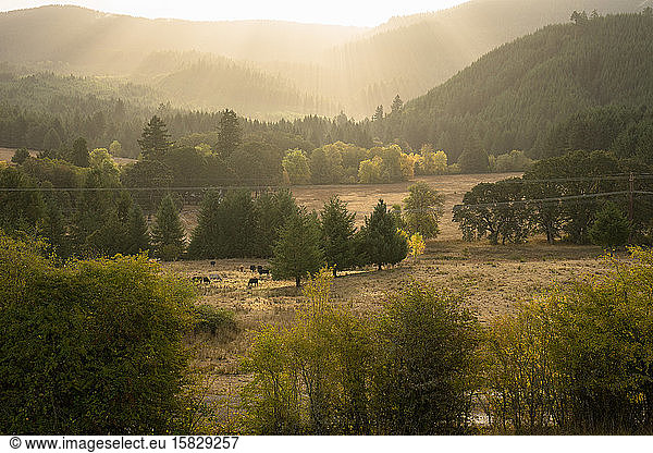 View of field of cows at sunrise with light beams