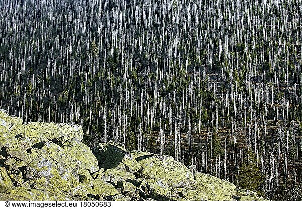 View of forest with dead trees from the Lusen  Bavarian Forest National Park  Bavaria  Germany  Europe