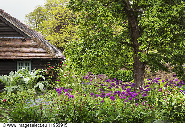 View of garden with tree and bed of purple flowers  cottage in background.