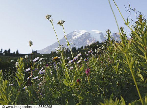 View of Mount Rainier in Mount Rainier national park. A wild flower meadow in the foreground.