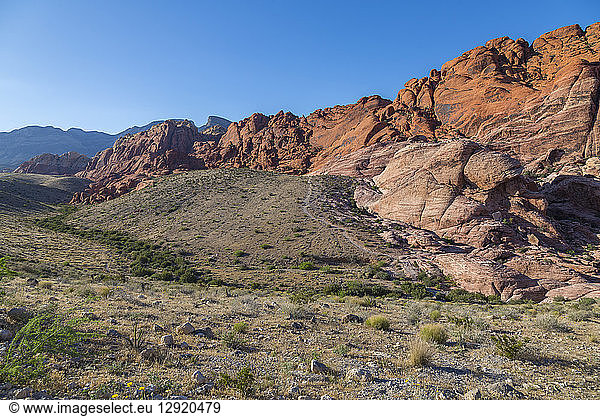 View of rock formations and flora in Red Rock Canyon National Recreation Area  Las Vegas  Nevada  United States of America  North America