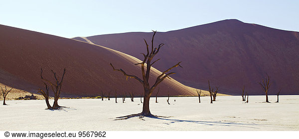 View of sand dunes and camel thorn trees in sunny desert