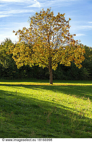 View of single tree in autumn