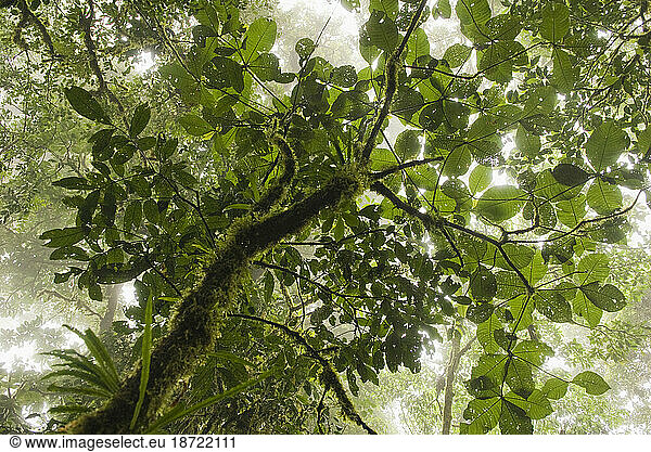 View of the canopy in the Monteverde Cloud Forest  Costa Rica.
