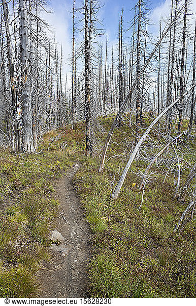 View of the Pacific Crest Trail through wildfire damaged subalpine forest  Mt. Adams Wilderness  Gifford Pinchot National Forest  Washington