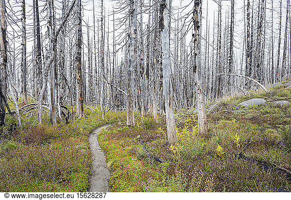 View of the Pacific Crest Trail through wildfire damaged subalpine forest  Mt. Adams Wilderness  Gifford Pinchot National Forest  Washington