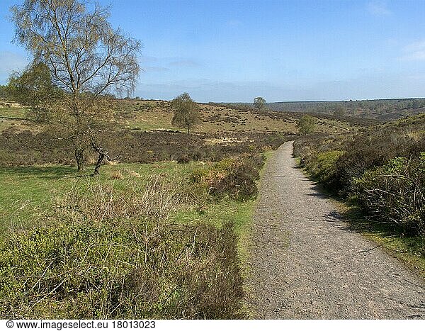 View of the path through heathland habitat  Sherbourne Valley  Cannock Chase  Staffordshire  England  United Kingdom  Europe