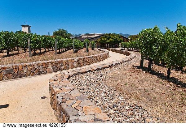 View of the vineyards of the Robert Mondavi Winery  Napa Valley  California  USA