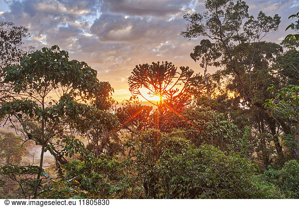 View of trees in forest during sunrise