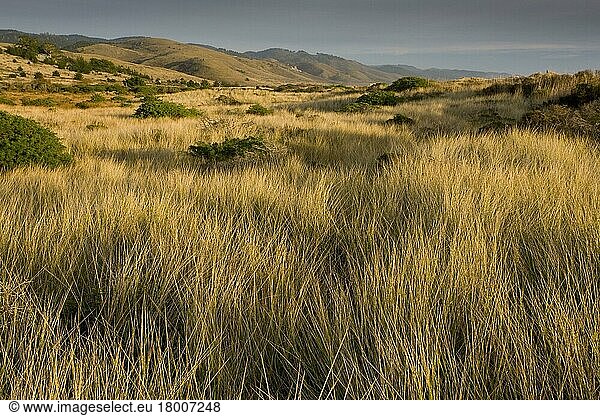 View of vegetated sand dunes and invasive marram grass  Limantour Beach  Drakes Estero  Point Reyes National Seashore  California (U.) S. A