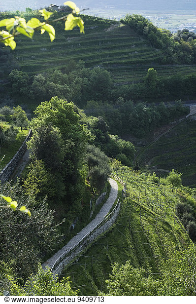 View of vineyard at Lake Garda  Italy