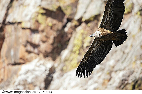 View of vulture in flight