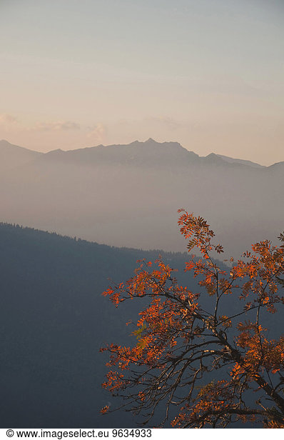 View of Wetterstein mountains and alps with rowan tree