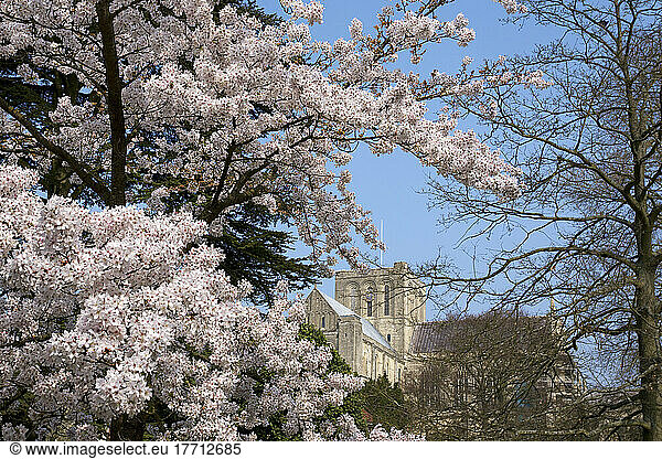 View Of Winchester Cathedral With Spring Blossoms On The Trees; Winchester  Hampshire  England