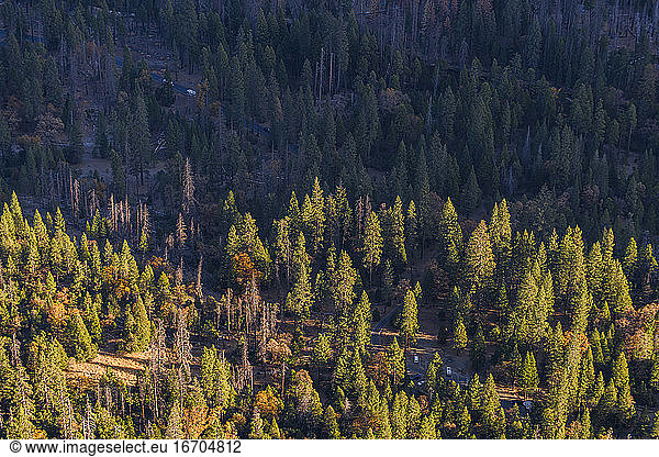 View of Yosemite Valley forest from top sunrise gold light