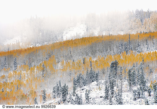 View over aspen forests in autumn  with a layer of vivid orange leaf colour against pine trees.