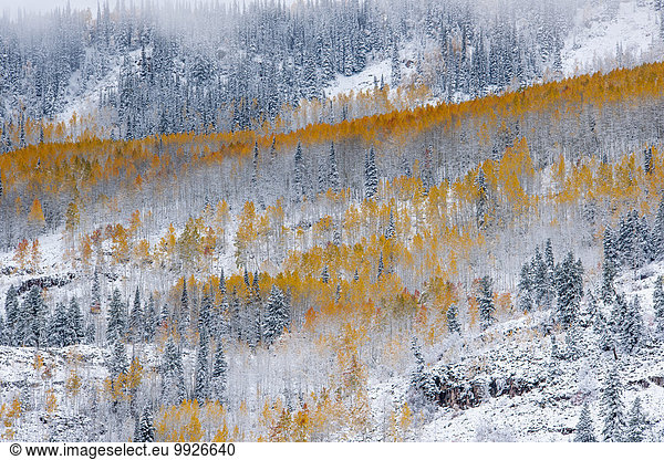 View over aspen forests in autumn  with a layer of vivid orange leaf colour against pine trees.