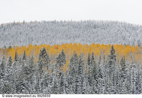 View over aspen forests in autumn  with a layer of vivid orange leaf colour against pine trees.