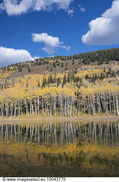 View over the Aspen trees and a wooded hillside at Silver Lake.