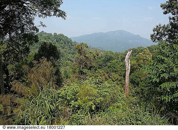View over the forest canopy towards the Myanmar border  Kaeng Krachan N. P. Thailand