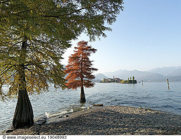View past tree and Lago Maggiore to Stresa from Isola Bella