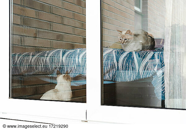 View through window at two domestic cats looking at each other