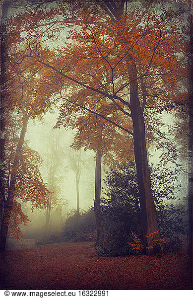 View to foggy autumn forest