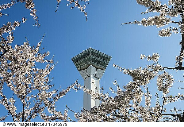 Viewing plattform in the cherry blossom trees  Fort Goryokaku  Hakodate  Hokkaido  Japan  Asia