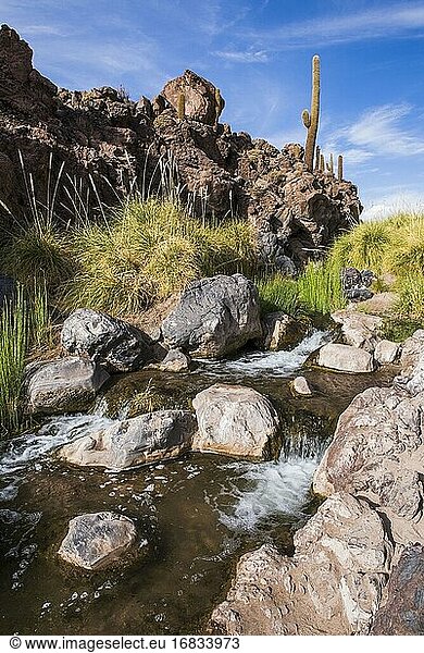 Vilama-Fluss  Kaktustal (Los Cardones-Schlucht)  Atacama-Wüste  Nordchile