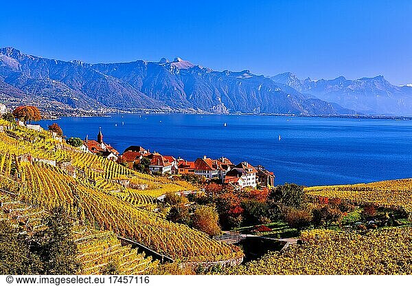 Village view of Rivaz with autumn-coloured vineyards  view of Lavaux and Lake Geneva  UNESCO World Heritage Site  Canton Vaud  Switzerland  Europe