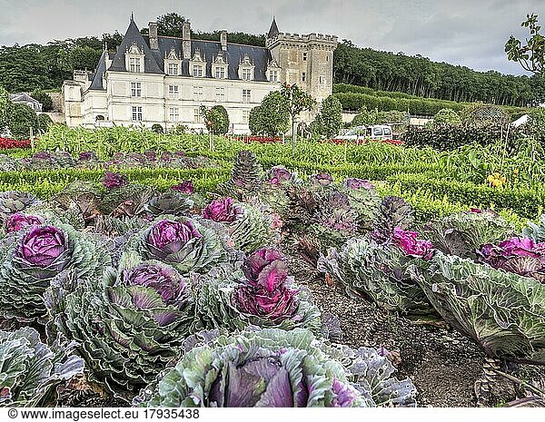 Villandry Castle and Ornamental Garden with Vegetable and Geometric Boxwood Hedge  UNESCO World Heritage Site  Villandry  Indre et Loire  France  Europe