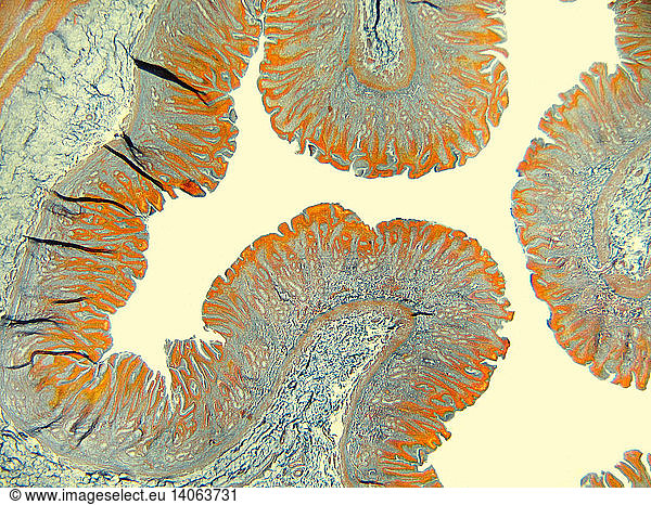 Villi  Pyrloric Stomach of Cat (LM)