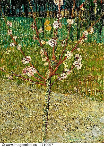 Vincent van Gogh - Almond tree in blossom - Van Gogh Museum  Amsterdam.