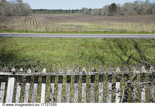Vine covered picket fence overlooking front yard and a rural road.