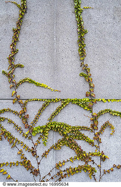Vine growing along concrete building wall  autumn